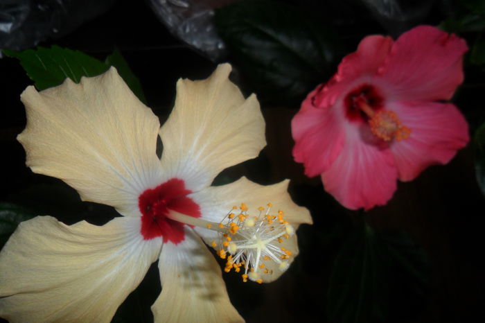 lutea si painted lady