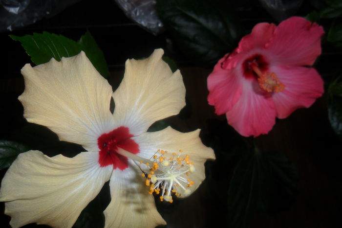 culoarea adevarata la painted lady