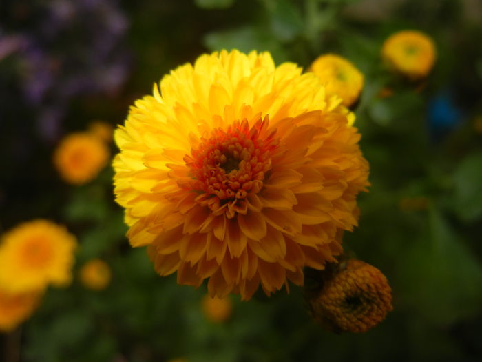 Yellow Chrysanthemum (2014, Oct.09)