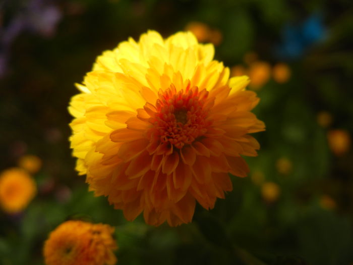Yellow Chrysanthemum (2014, Oct.09)