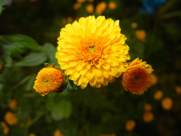 Yellow Chrysanthemum (2014, Oct.09)