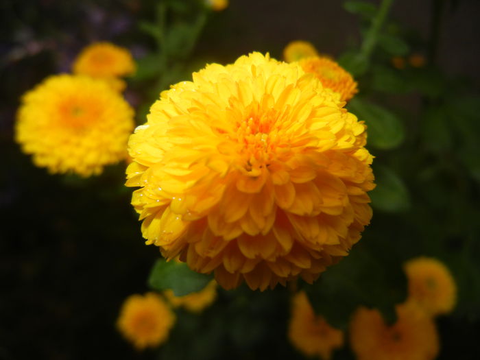 Yellow Chrysanthemum (2014, Oct.09)