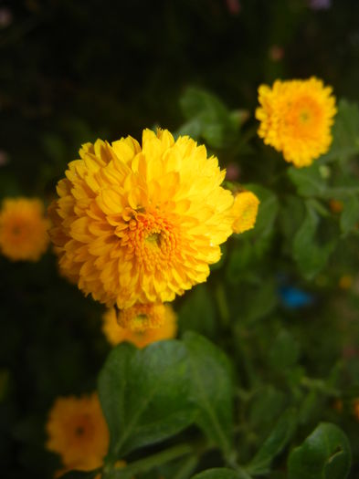 Yellow Chrysanthemum (2014, Oct.09)