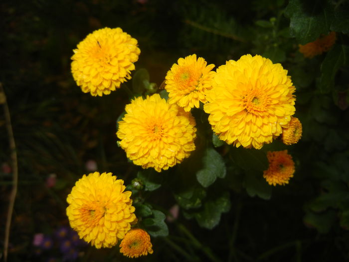 Yellow Chrysanthemum (2014, Oct.09)