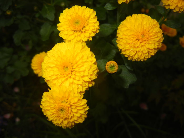 Yellow Chrysanthemum (2014, Oct.09)