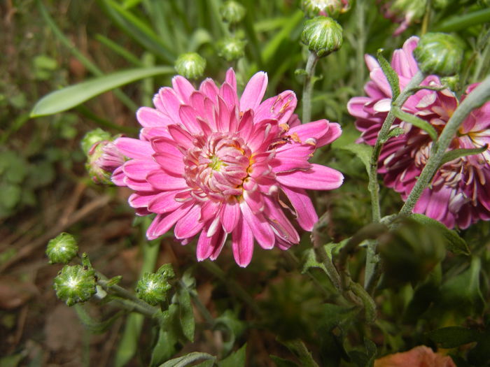 Pink Chrysanthemum (2014, Sep.15)