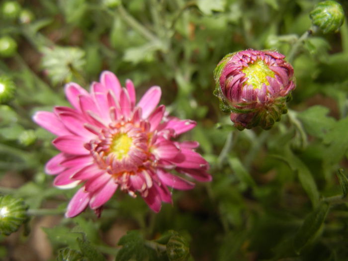 Pink Chrysanthemum (2014, Sep.15)