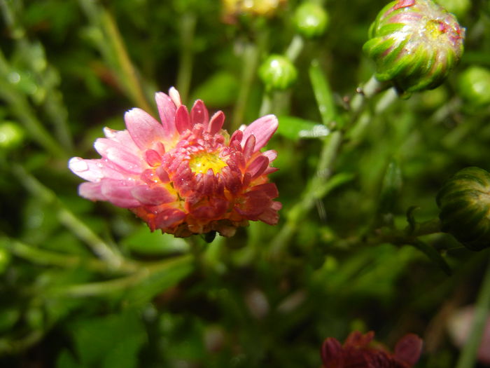 Pink Chrysanthemum (2014, Sep.26)