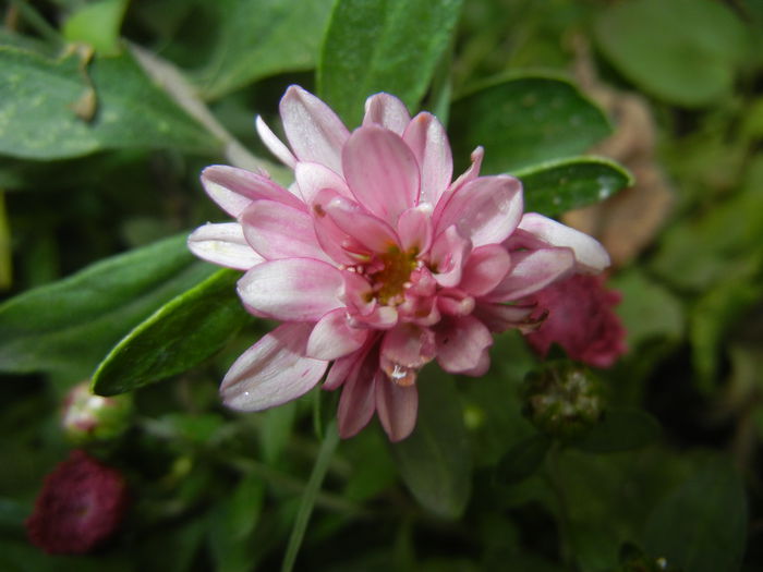 Pink Chrysanthemum (2014, Oct.09)