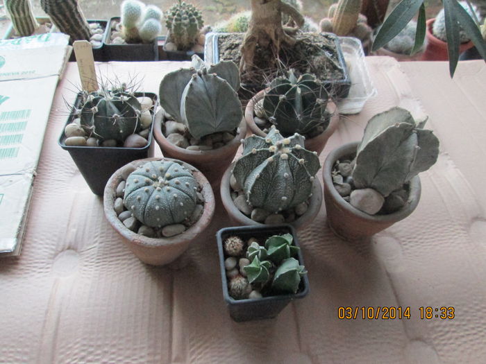 013 - cactusi