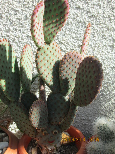 012 - cactusi