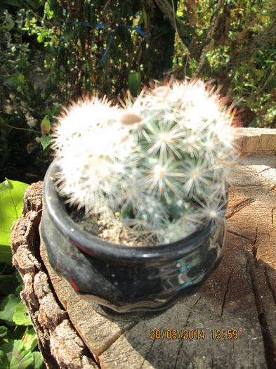 023 - cactusi