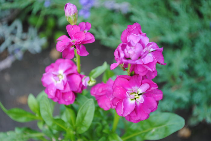 mixandre(matthiola incana),11 oct