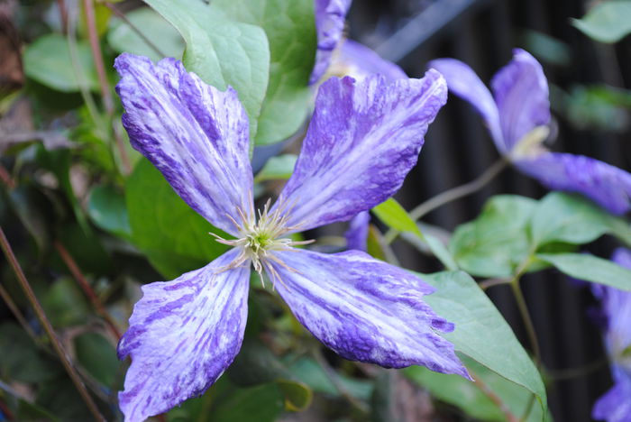 clematis Tie Dye