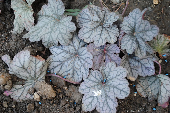 heuchera Sugar Plum