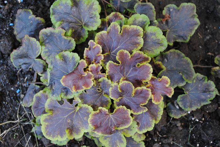 heuchera Solar Eclipse - yyy 2014 gradina mea