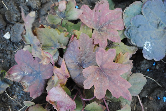 heuchera Sweet Tea