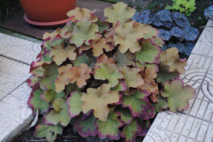 heuchera caramel; and heuchera rave on and lime pie
