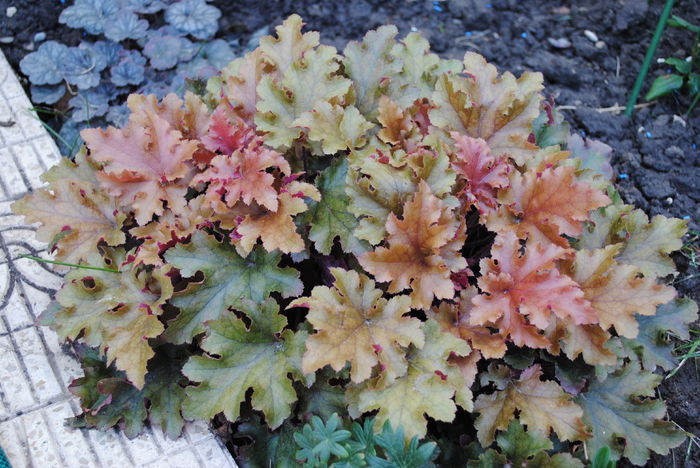 heuchera marmelade
