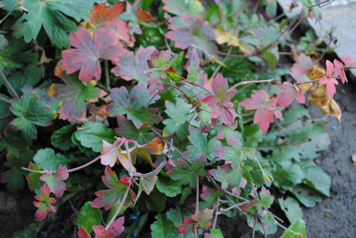 geranium vlassovianum, pana si frunzele-i sunt frumoase :) - yyy 2014 gradina mea