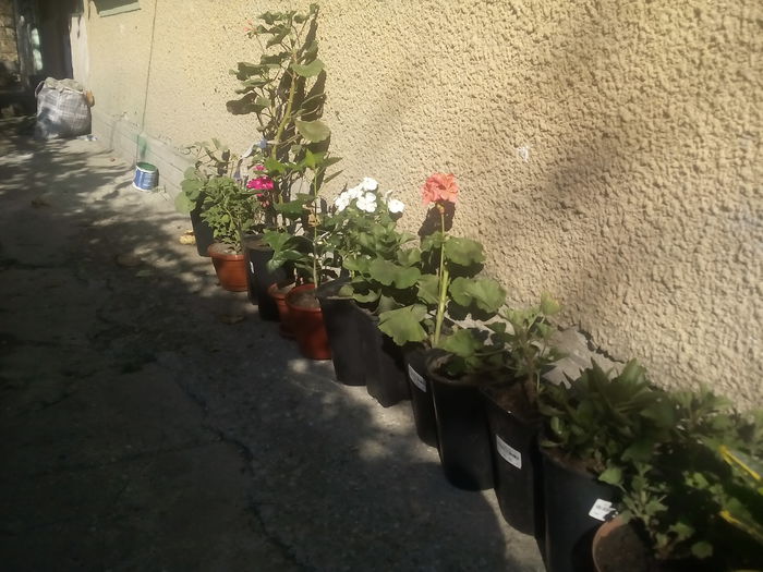 IMG_20141011_112344 - florile mele