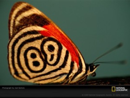 poze_wallpaper_fluturi_1-6-300x225