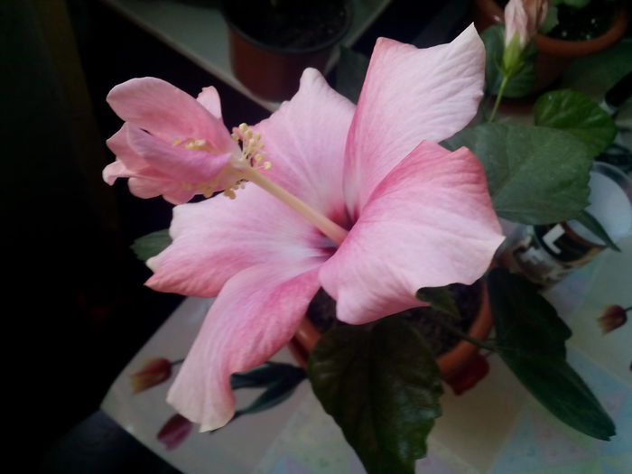  - hibiscus