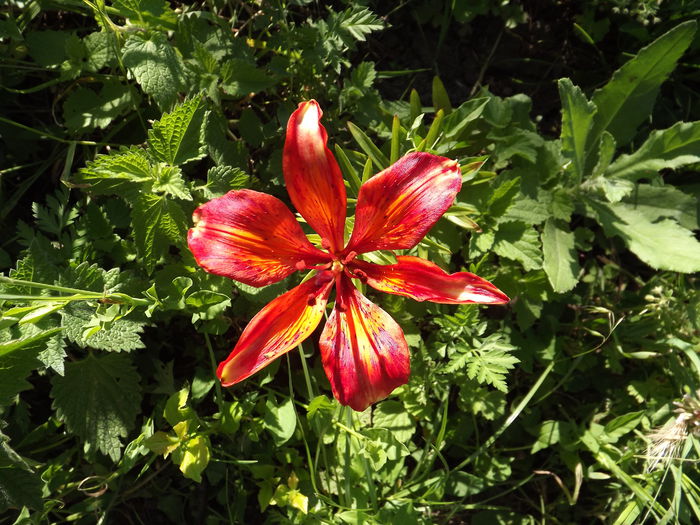 DSCF3019 - Flori amestec