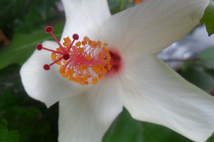 SAM_2691 - hibiscusi 2014-4