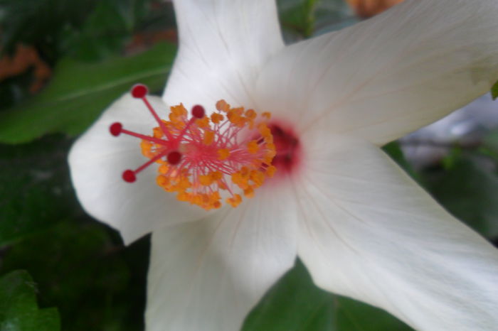 SAM_2692 - hibiscusi 2014-4