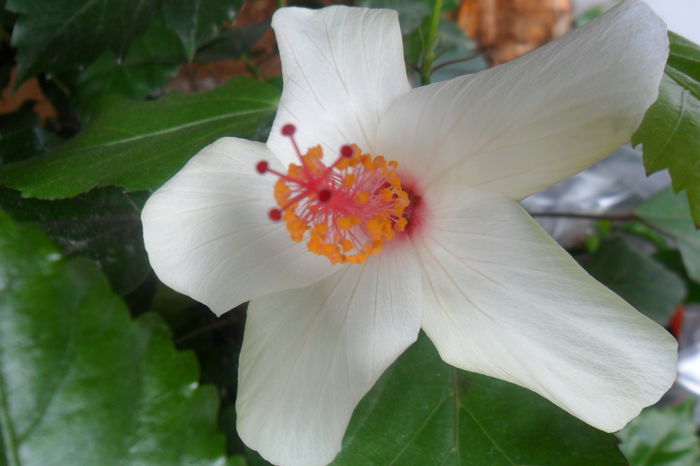 SAM_2693 - hibiscusi 2014-4