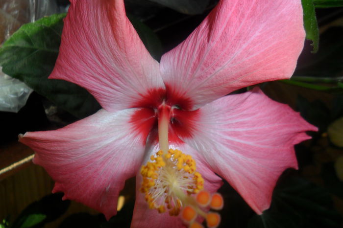 SAM_2694 - hibiscusi 2014-4