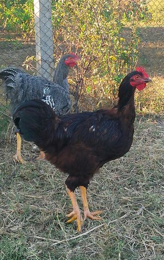 IMG_20141004_173119-1