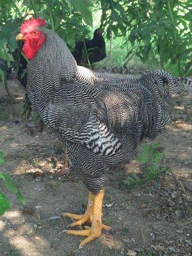 IMG_20140810_111148-1