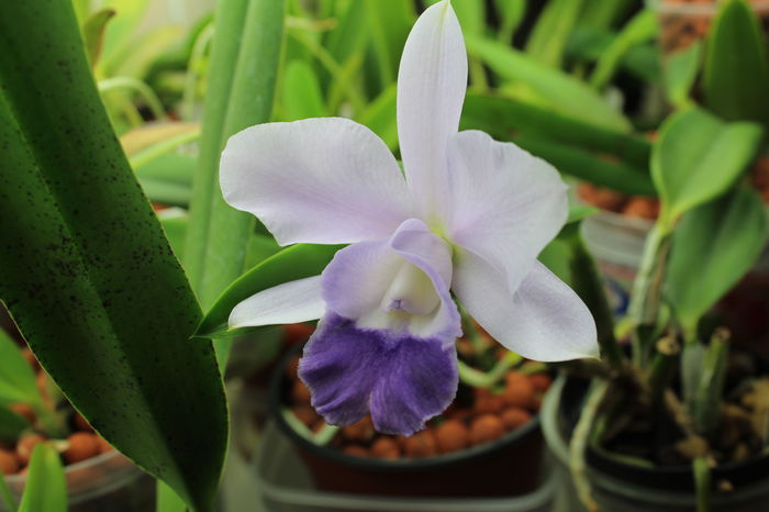 Lc Mini Purple coerulea - Orhidee