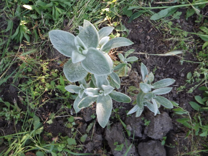 Stanchys byzantina - Flori amestec