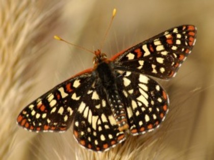 poze_wallpaper_fluturi_1-15-300x225