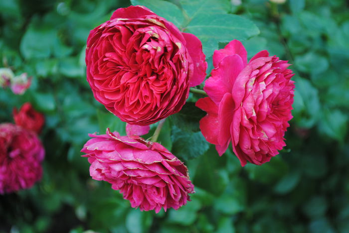 Red Leonardo da Vinci - Trandafiri si clematite III