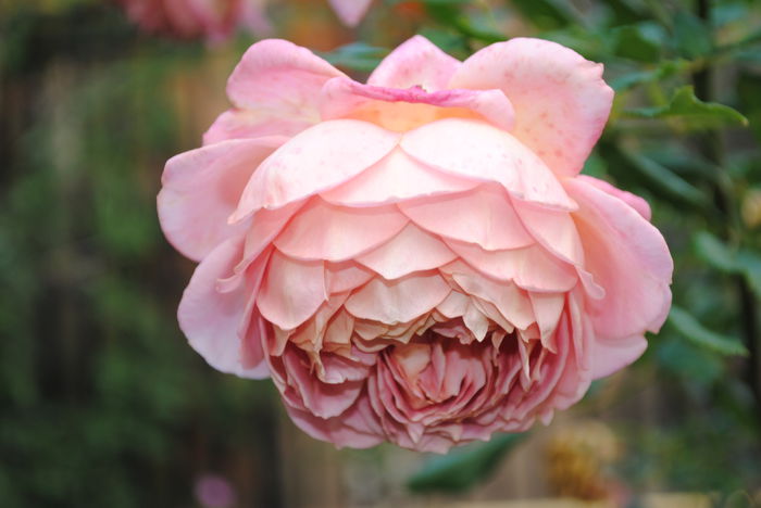 Jubilee Celebration - Trandafiri si clematite III