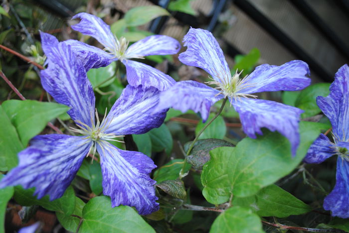clematis Tie Dye - Trandafiri si clematite III