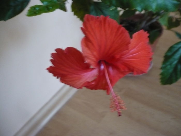 11.10.2014 - HIBISCUSI 2014-1