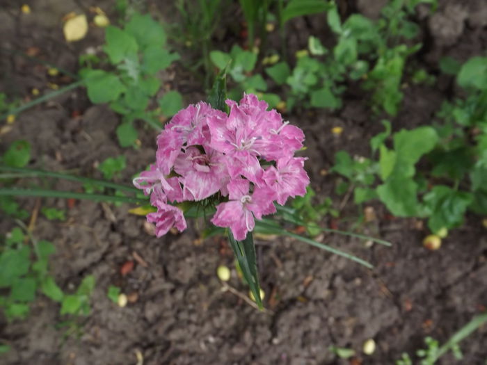 DSCF3043 - Flori amestec