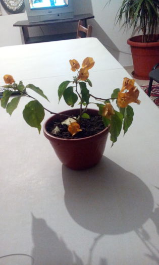 IMG_20141010_205259[1]