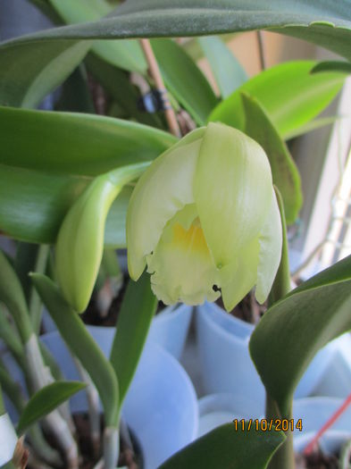 cattleya alba 2 2014.10.11 1