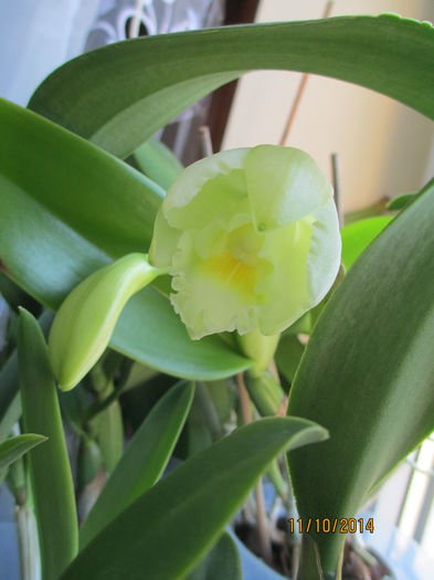 cattleya alba 2 2014.10.11 2