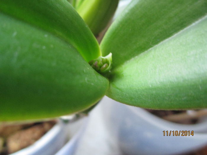 cattleya nec 2014.10.11