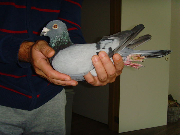 SLOMKA HENRYK - PIPA Pigeon Paradise 23 05 2014