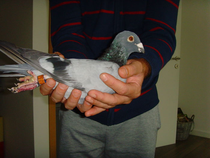 Norma la fond(3 clasari 780,761,755km) - PIPA Pigeon Paradise 23 05 2014