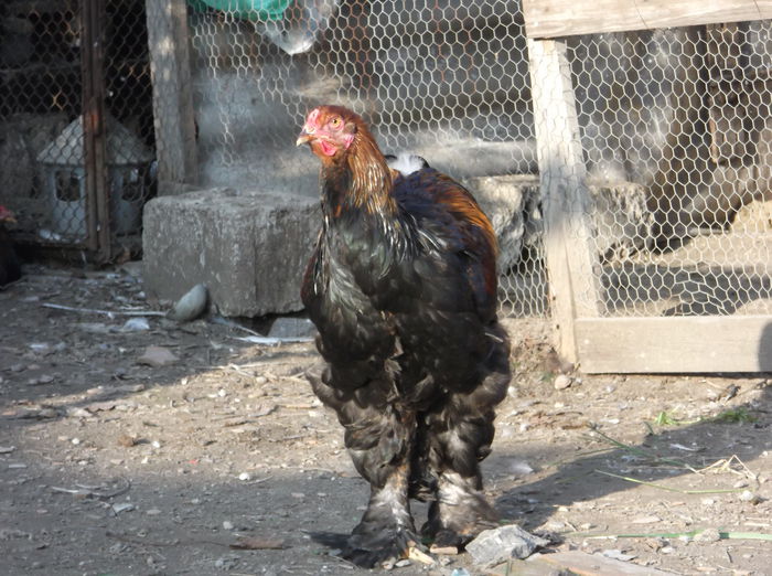 Picture 1432 - Pui Brahma 2014