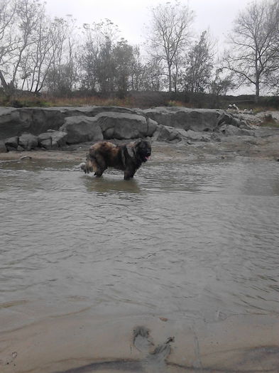 IMG_20141011_150520 - ciobanesc caucazian